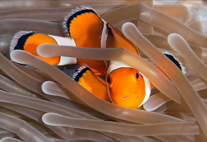 Announcing the Infoblox Experts Program